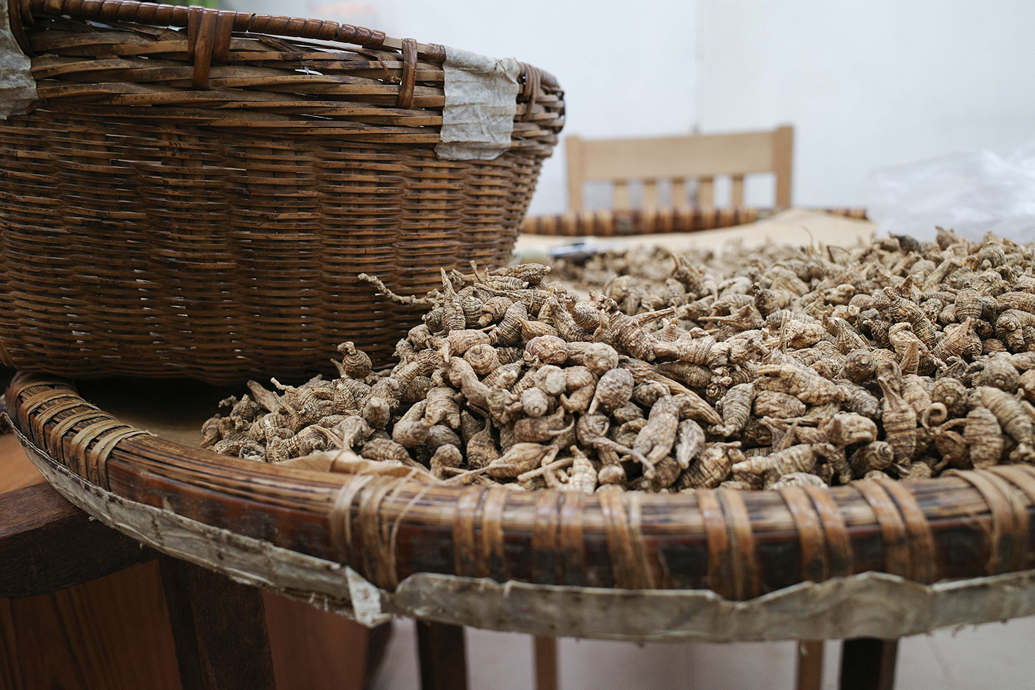 專業選配及分類